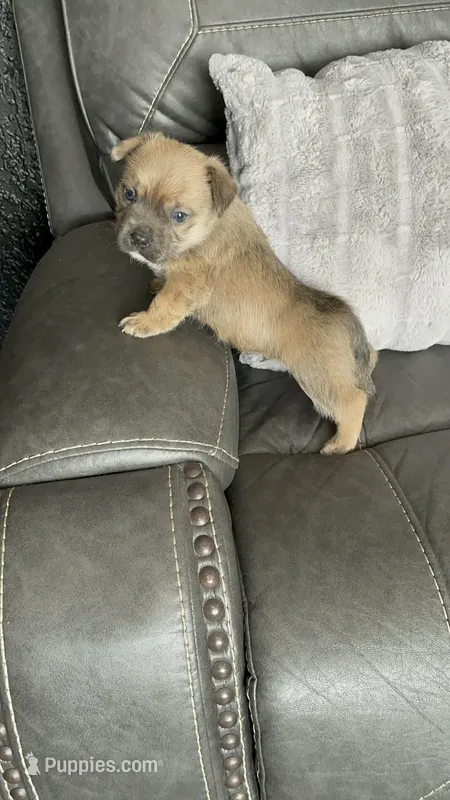 Theo  – French Bulldog, Miniature Schnauzer puppy for sale in Tarpon Springs, FL