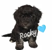 Rocky 🩵, a male Miniature Aussiedoodle for sale in Tarpon Springs, FL – Photo 4 of 5