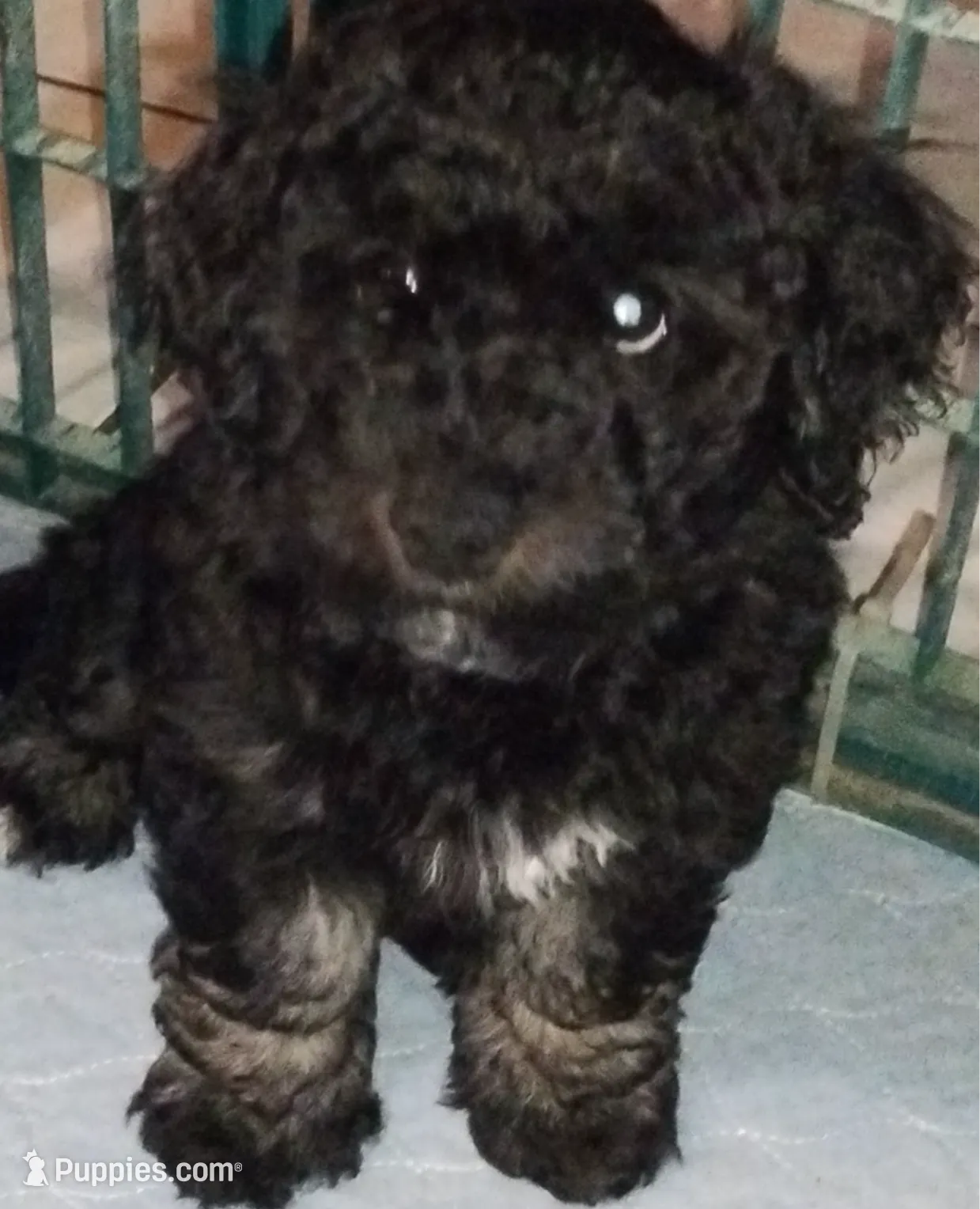 Rocky 🩵, a male Miniature Aussiedoodle for sale in Tarpon Springs, FL – Photo 2 of 5