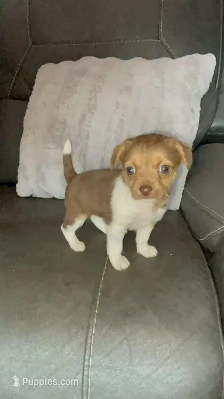 Peppi – Chihuahua, Pomeranian puppy for sale in Tarpon Springs, FL