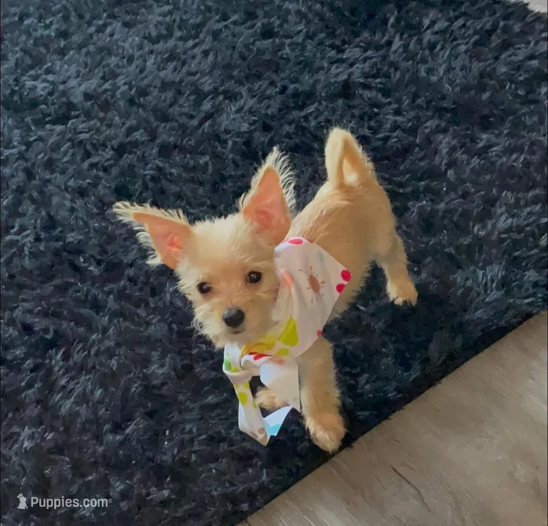 Scarlet  – Yorkipoo, Chihuahua puppy for sale in Tarpon Springs, FL