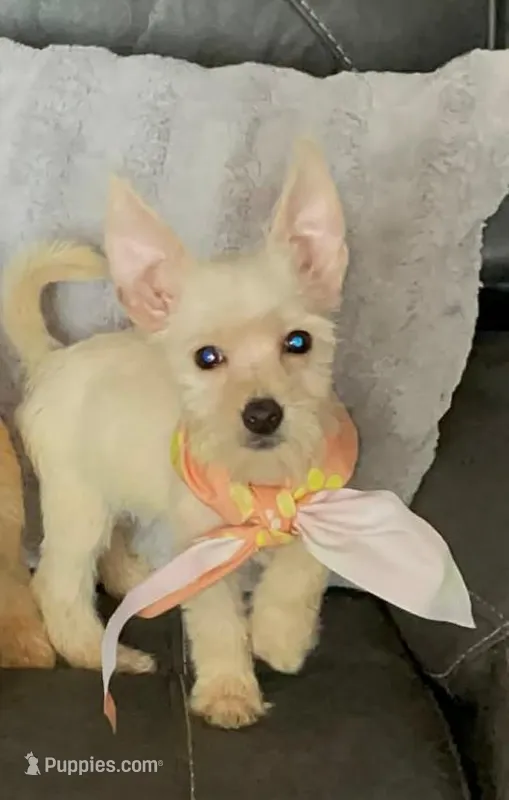 Rose – Yorkipoo, Chihuahua puppy for sale in Tarpon Springs, FL