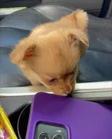 Penny, a female Pomchi for sale in Tarpon Springs, FL – Photo 3 of 5