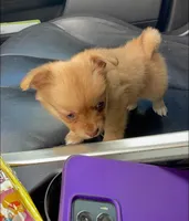 Penny, a female Pomchi for sale in Tarpon Springs, FL – Photo 4 of 5