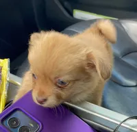 Penny, a female Pomchi for sale in Tarpon Springs, FL – Photo 5 of 5