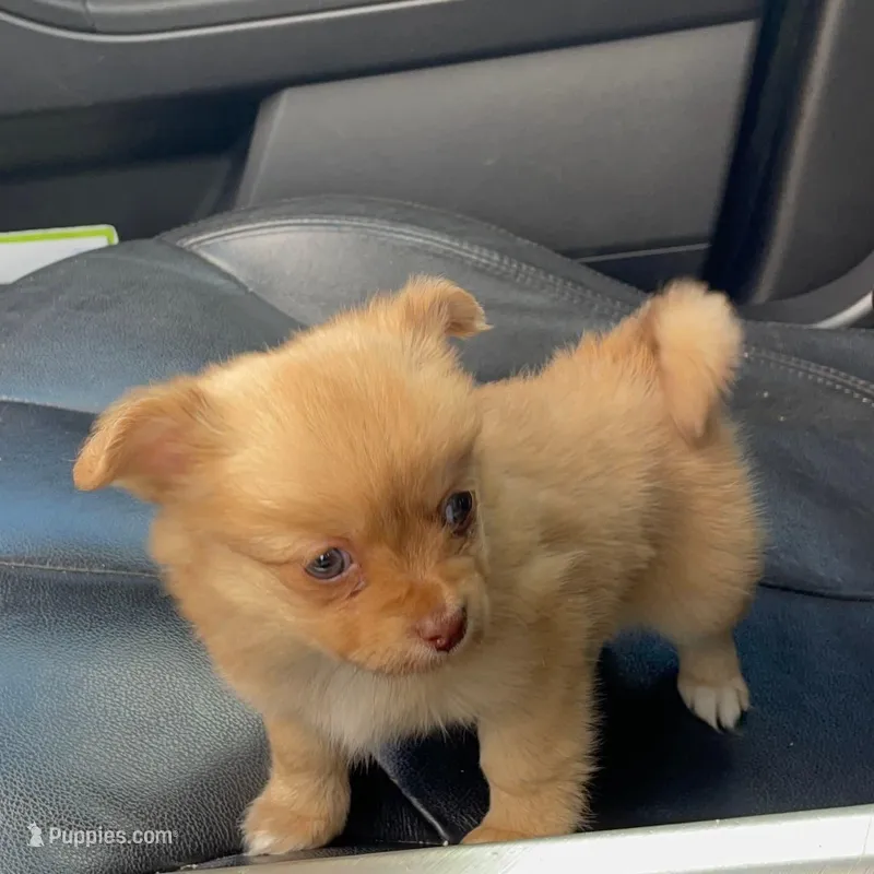 Penny, a female Pomchi for sale in Tarpon Springs, FL – Photo 1 of 5