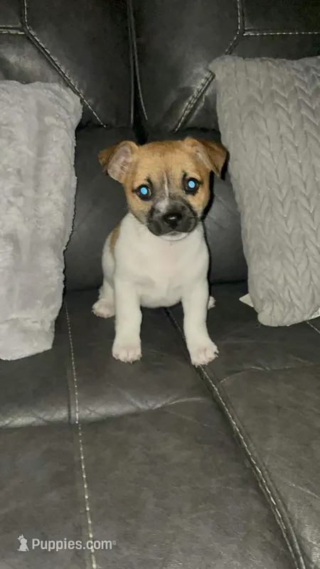 Millie 🌸 – Jack Russell Terrier, Chihuahua puppy for sale in Tarpon Springs, FL