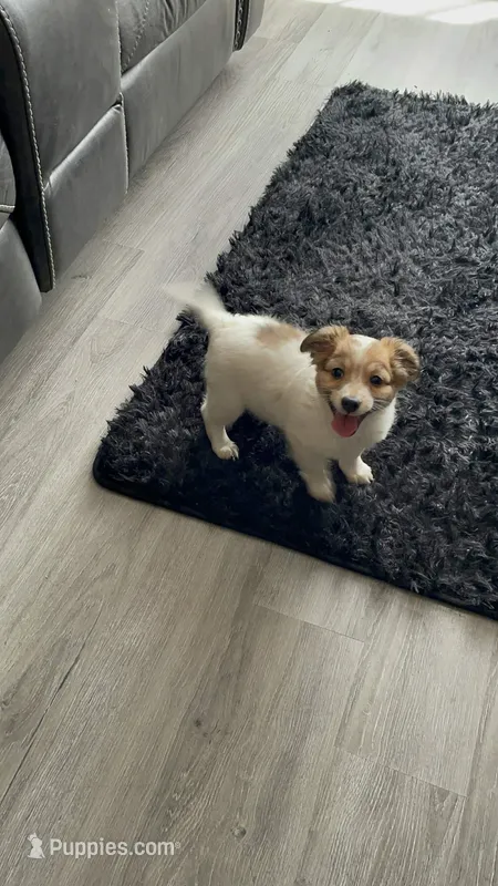 Yanni 🌸 – Papillon, Poodle - Miniature  puppy for sale in Tarpon Springs, FL