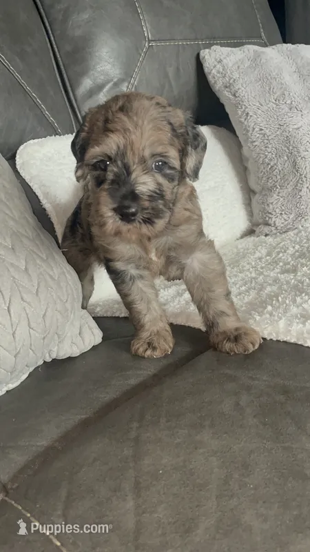 Doni – Goldendoodle puppy for sale in Tarpon Springs, FL