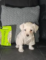 Lee, a male Chipoo for sale in Tarpon Springs, FL – Photo 2 of 2