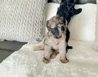 Hazel Pretty Girl , a female Goldendoodle for sale in Tarpon Springs, FL – 1 of 2