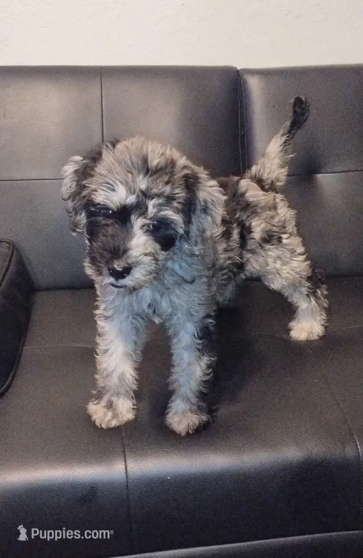 Hazel Pretty Girl  – Goldendoodle puppy for sale in Tarpon Springs, FL