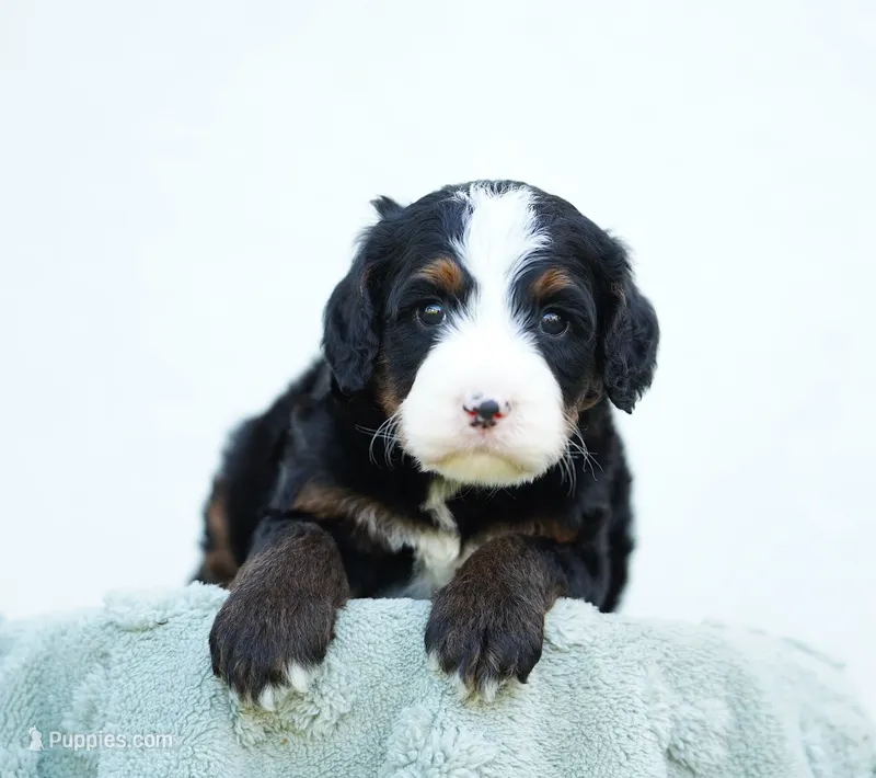Oscar – Bernedoodle puppy for sale in Spokane, WA