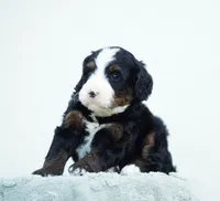Oscar, a male Bernedoodle for sale in Spokane, WA – 2 of 3