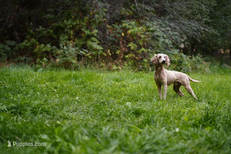Oscar – Poodle - Miniature  puppy for sale in Spokane, WA