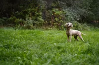 Oscar, a male Poodle - Miniature  for sale in Spokane, WA – 1 of 2