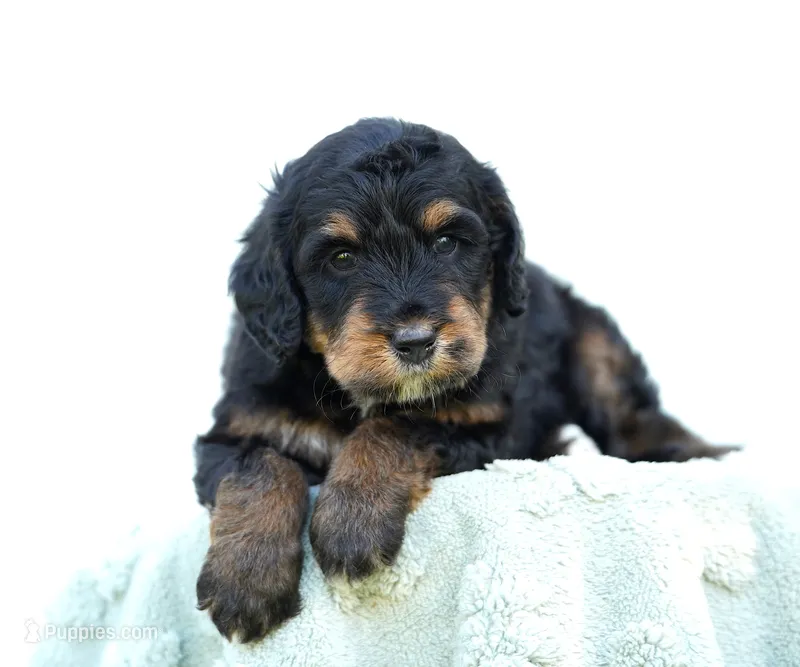 Missy – Bernedoodle puppy for sale in Spokane, WA