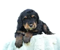 Missy, a female Bernedoodle for sale in Spokane, WA – 1 of 3