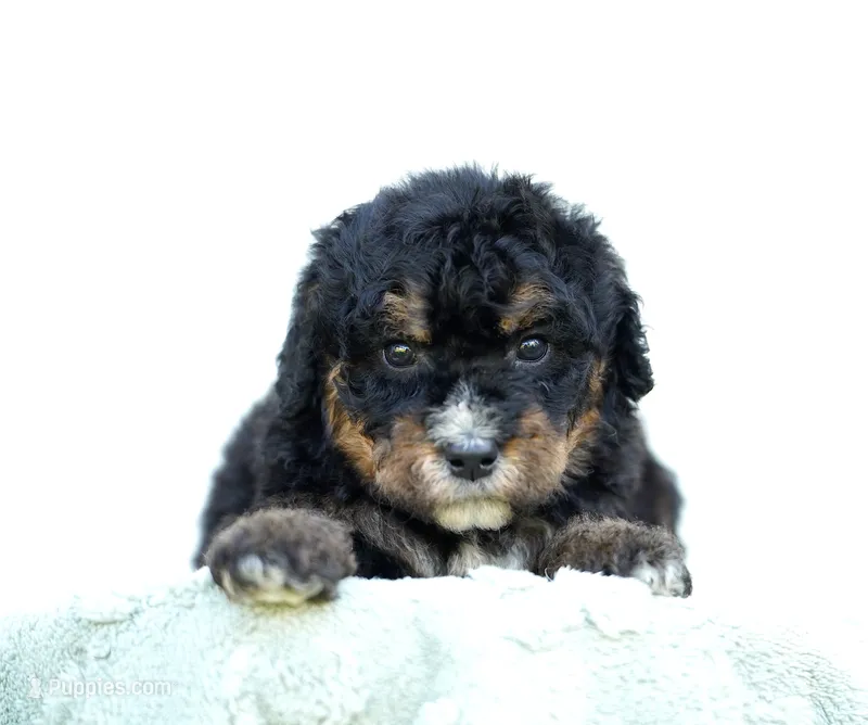 Lucy – Bernedoodle puppy for sale in Spokane, WA
