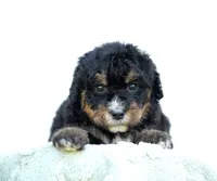 Lucy, a female Bernedoodle for sale in Spokane, WA – 1 of 3