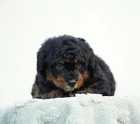 Daisy, a female Bernedoodle for sale in Spokane, WA – 2 of 3