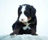 Oscar, a male Bernedoodle for sale in Spokane, WA – 3 of 3