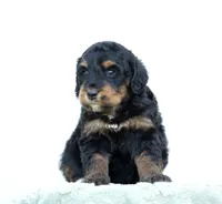 Missy, a female Bernedoodle for sale in Spokane, WA – 3 of 3