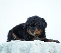 Daisy, a female Bernedoodle for sale in Spokane, WA – 3 of 3