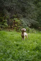 Oscar, a male Poodle - Miniature  for sale in Spokane, WA – 2 of 2