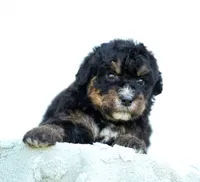Lucy, a female Bernedoodle for sale in Spokane, WA – 2 of 3