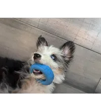 Toby, a male Aussiedoodle for sale in Spokane, WA – 3 of 4