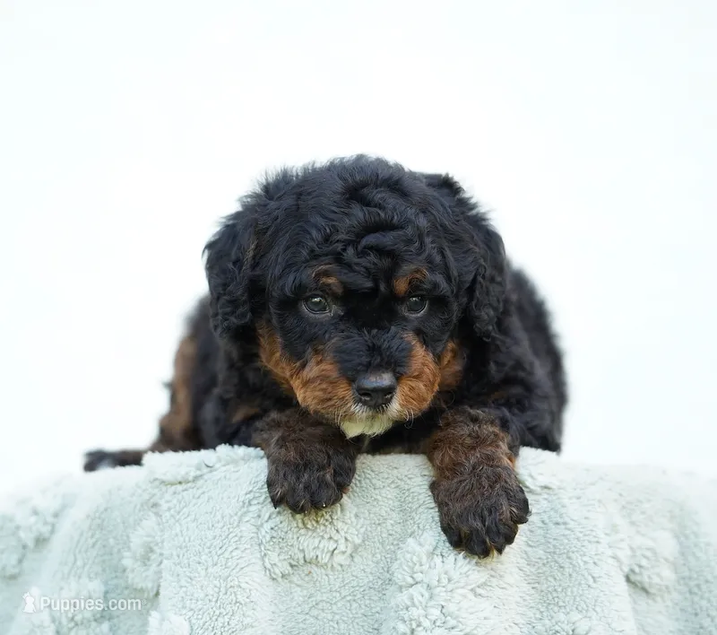 Daisy – Bernedoodle puppy for sale in Spokane, WA