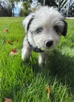 Toby, a male Aussiedoodle for sale in Spokane, WA – 4 of 4
