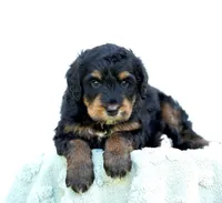 Missy, a female Bernedoodle for sale in Spokane, WA – 2 of 3
