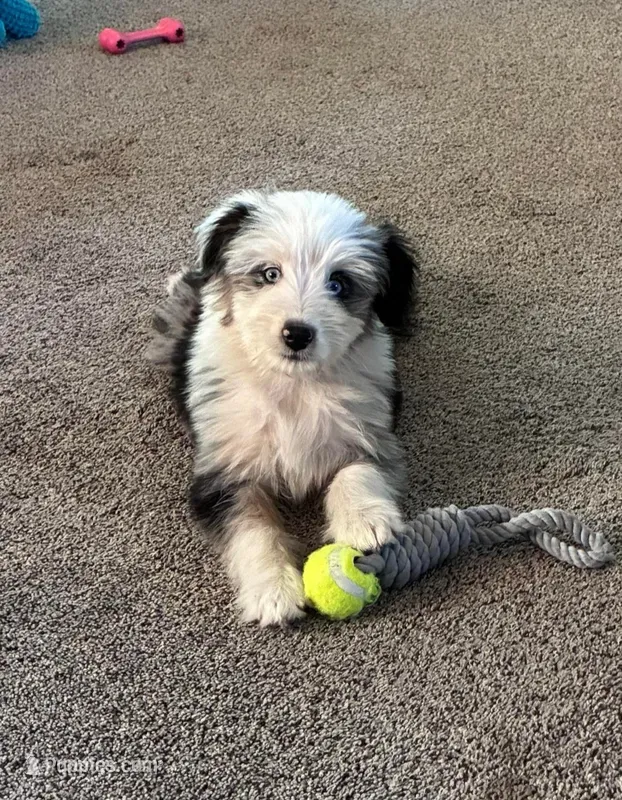 Toby – Aussiedoodle puppy for sale in Spokane, WA