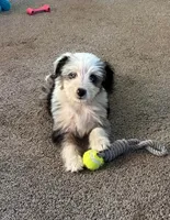 Toby, a male Aussiedoodle for sale in Spokane, WA – 1 of 4