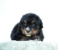 Lucy, a female Bernedoodle for sale in Spokane, WA – 3 of 3