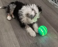 Toby, a male Aussiedoodle for sale in Spokane, WA – 2 of 4