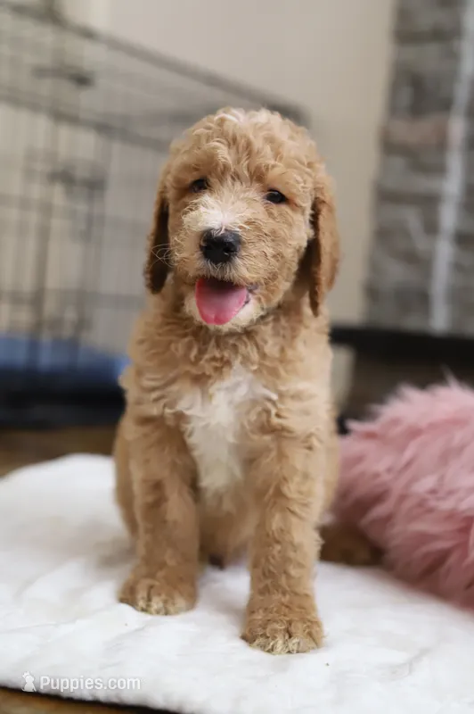 Leo – Goldendoodle puppy for sale in Avondale, AZ