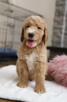 Leo, a male Goldendoodle for sale in Avondale, AZ – 1 of 1