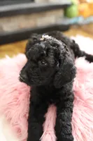 Niki, a female Goldendoodle for sale in Avondale, AZ – 1 of 1