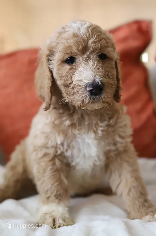 Koko – Goldendoodle puppy for sale in Avondale, AZ