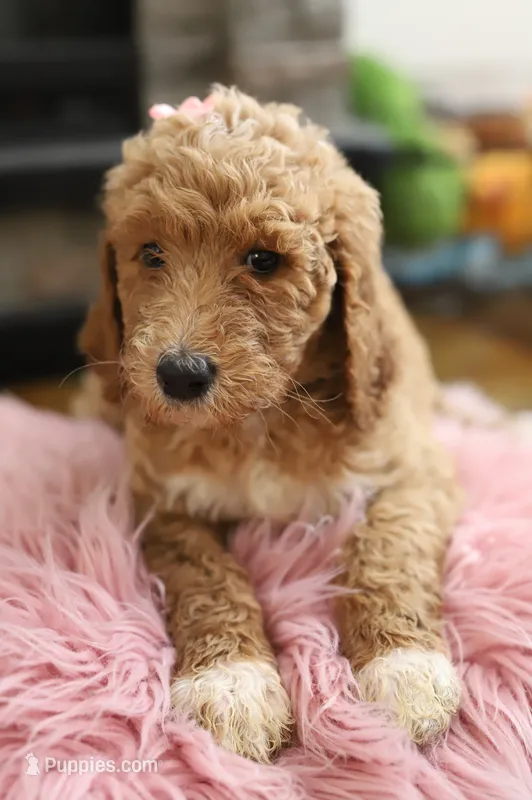 Stella – Goldendoodle puppy for sale in Avondale, AZ