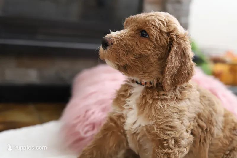 Cheeto – Goldendoodle puppy for sale in Avondale, AZ