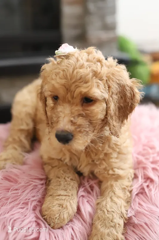 Athena – Goldendoodle puppy for sale in Avondale, AZ