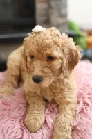 Athena, a female Goldendoodle for sale in Avondale, AZ – 1 of 1