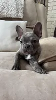 Jack, a male French Bulldog for sale in Chesterfield, MI – Photo 9 of 10