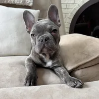 Jack, a male French Bulldog for sale in Chesterfield, MI – Photo 1 of 10