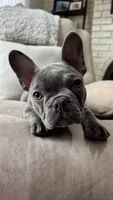 Jack, a male French Bulldog for sale in Chesterfield, MI – Photo 5 of 10