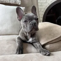 Jack, a male French Bulldog for sale in Chesterfield, MI – Photo 8 of 10